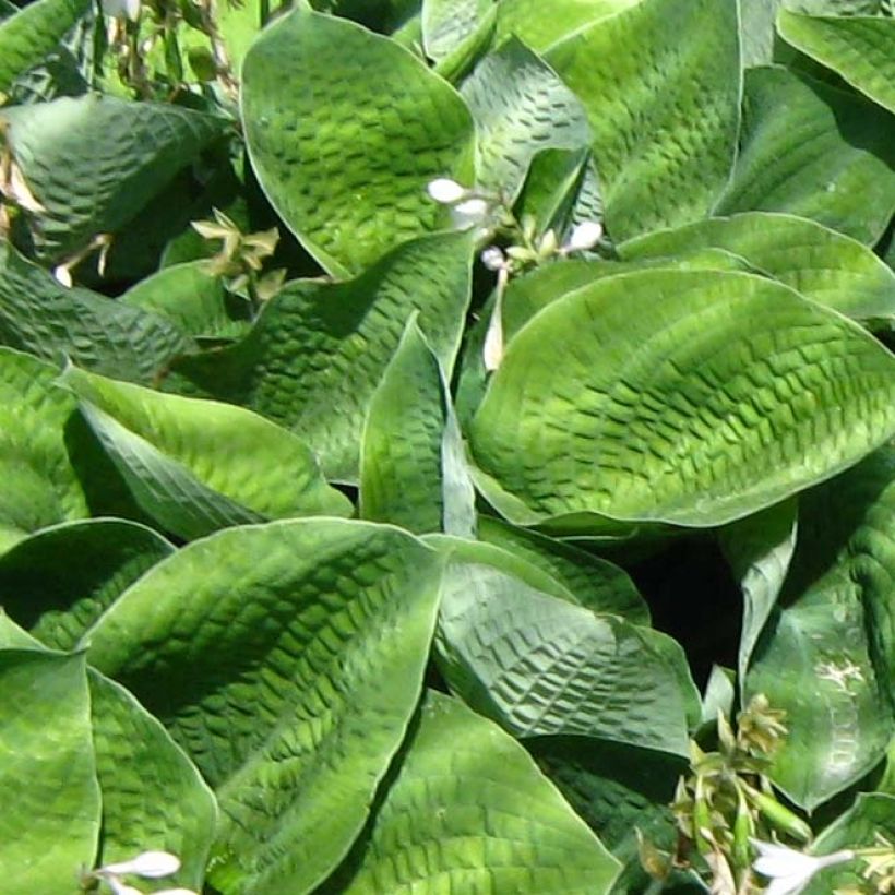 Hosta Big Mama - Garten-Funkie (Foliage)