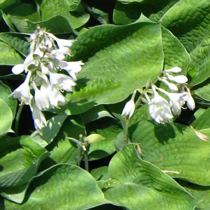 Hosta Big Mama - Garten-Funkie (Flowering)