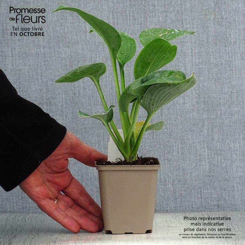 Example of Hosta Big Mama - Garten-Funkie Kleine Töpfe von 8/9 cm as you get in automne