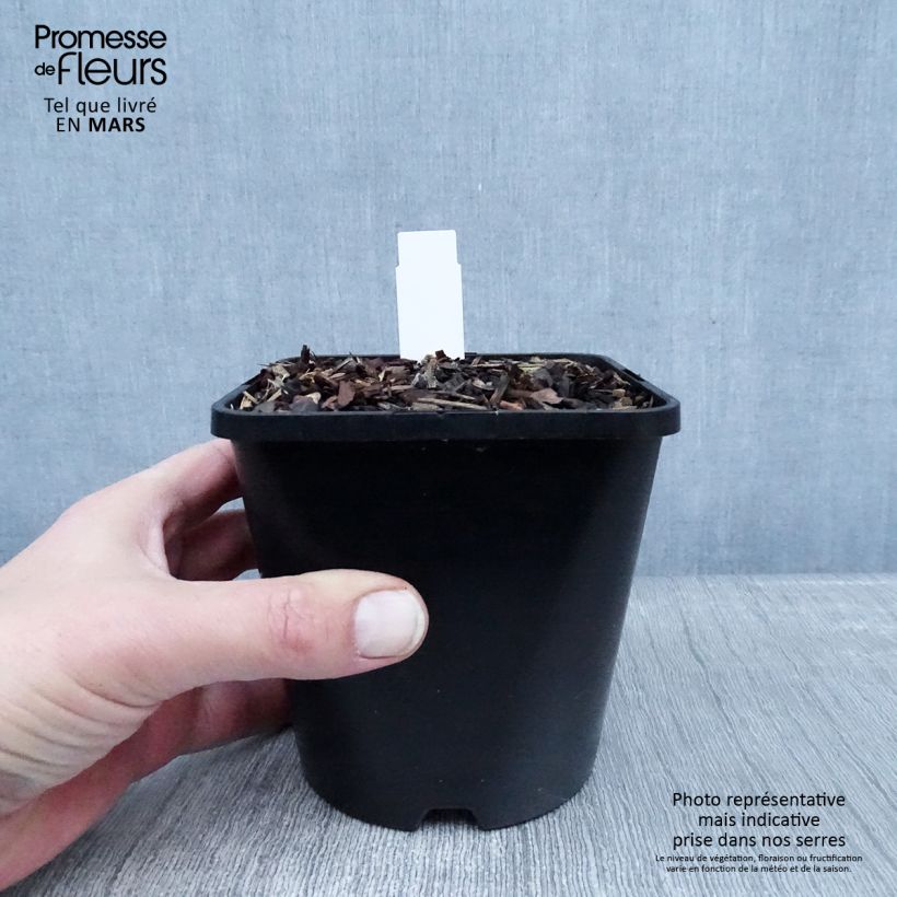 Exemplar von Hosta Big Mama - Garten-Funkie Topf mit 1,5L/2L wie im Winter geliefert