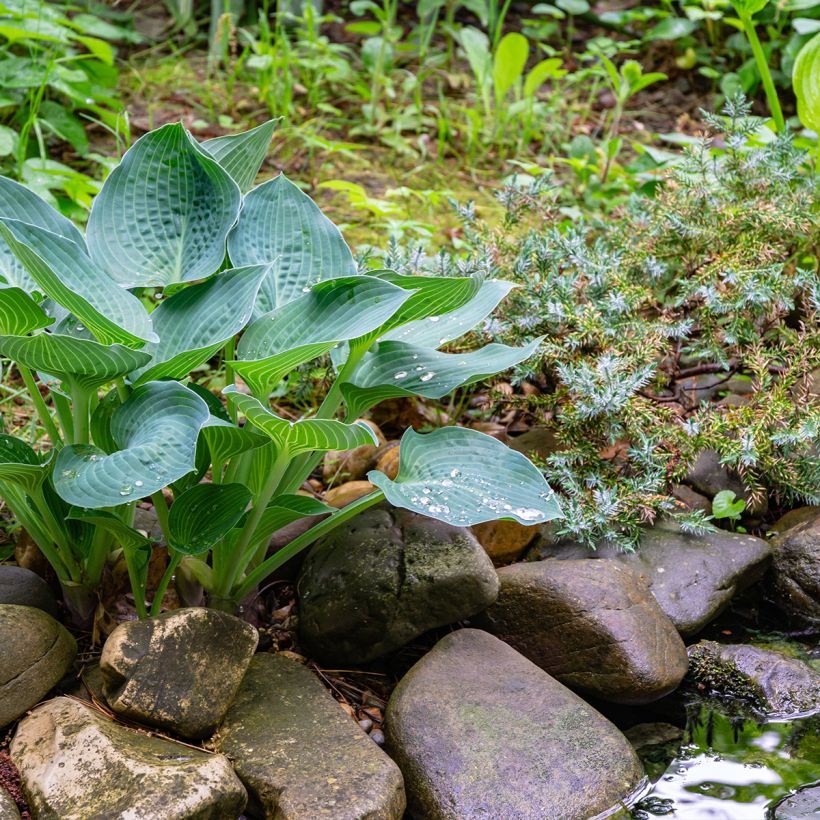 Hosta Hosta Blue Angel - Garten-Funkie (Plant habit)