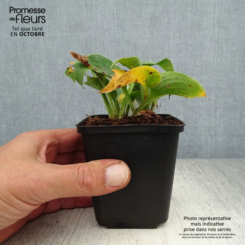 Example of Hosta Hosta Blue Cadet - Garten-Funkie Kleine Töpfe von 8/9 cm as you get in automne