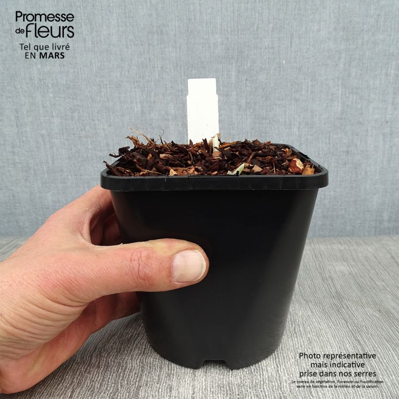 Exemplar von Hosta Blue Flame - Garten-Funkie Topf mit 1,5L/2L wie im Winter geliefert