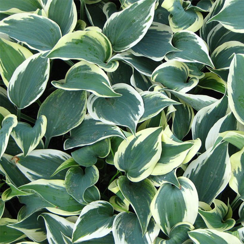 Hosta tardiana Blue Ivory - Garten-Funkie (Foliage)
