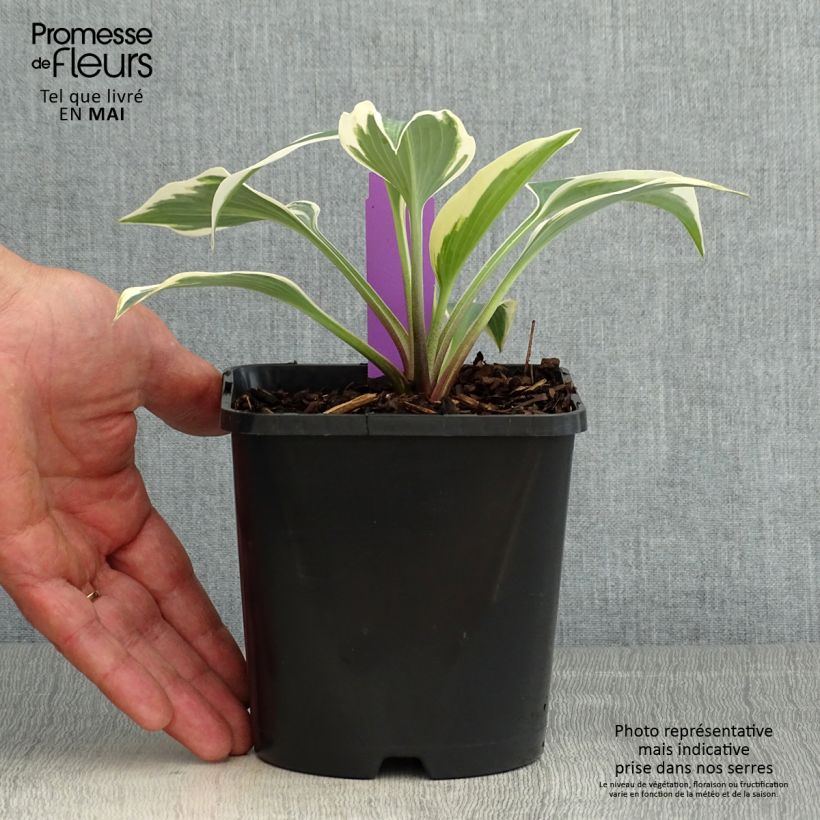 Exemplar von Hosta tardiana Blue Ivory - Garten-Funkie Topf mit 1,5L/2L wie im Frühjahr geliefert