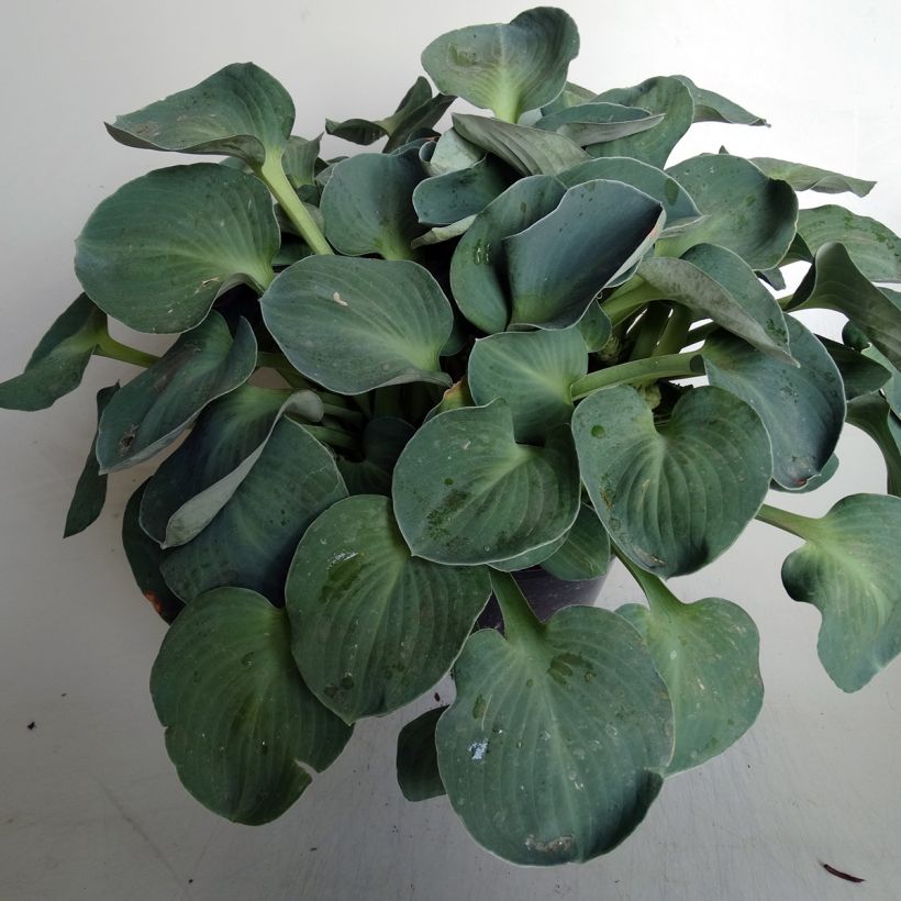 Hosta Blue Mouse Ears - Garten-Funkie (Plant habit)