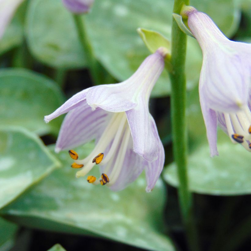 Hosta Blue Mouse Ears - Garten-Funkie (Flowering)