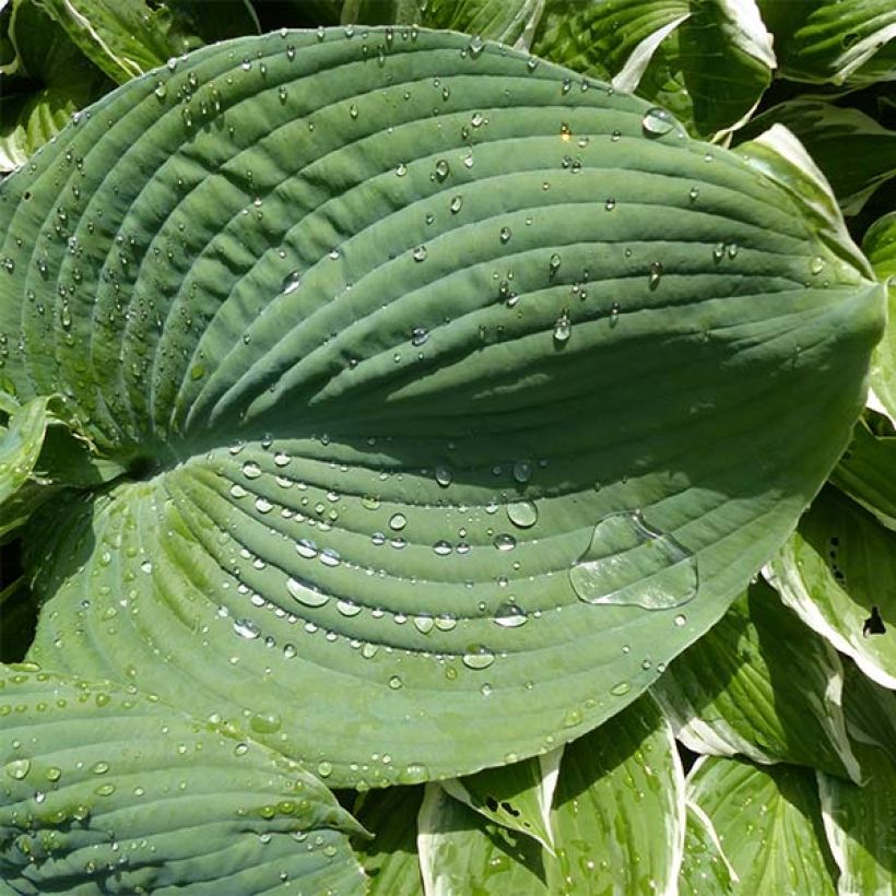 Hosta Blue Umbrellas - Garten-Funkie (Foliage)