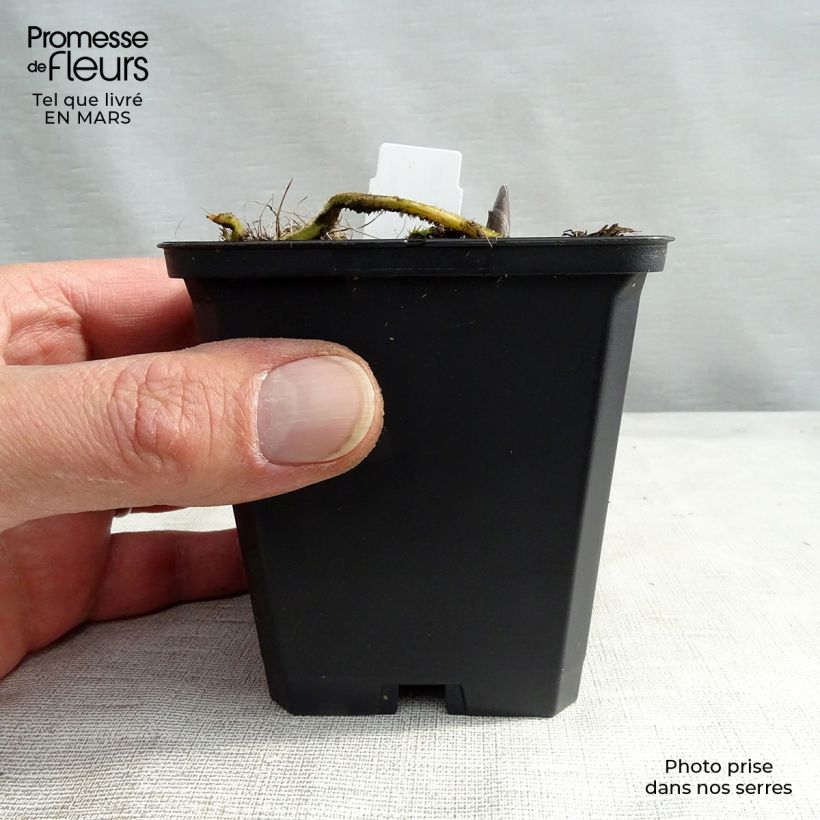 Exemplar von Hosta Blue Umbrellas - Garten-Funkie Kleine Töpfe von 8/9 cm wie im Frühjahr geliefert