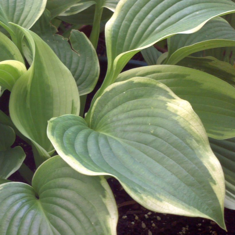 Hosta Bridal Falls - Garten-Funkie (Foliage)