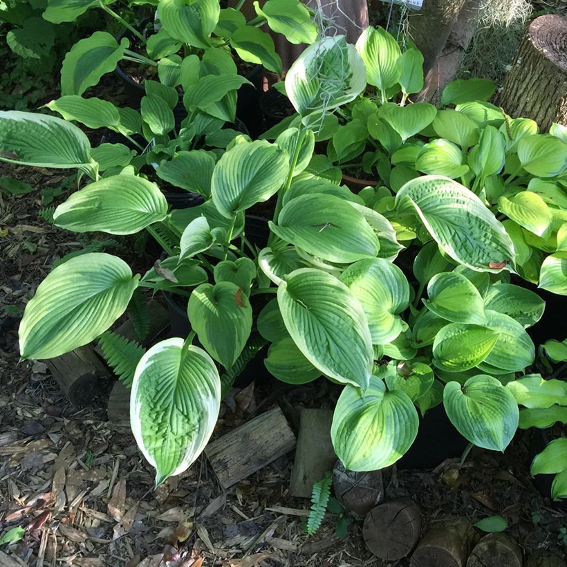 Hosta Bridal Falls - Garten-Funkie (Plant habit)