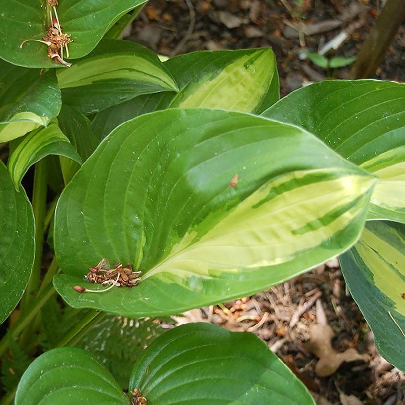 Hosta Broad Street - Garten-Funkie (Foliage)