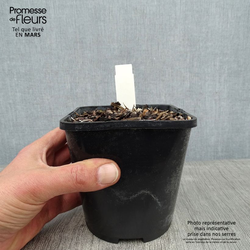 Exemplar von Hosta Broadway - Garten-Funkie Topf mit 1,5L/2L wie im Winter geliefert