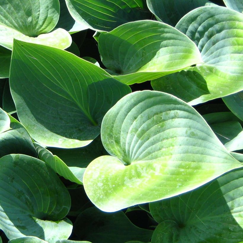 Hosta Canadian Blue - Garten-Funkie (Foliage)