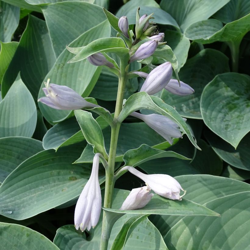Hosta Canadian Blue - Garten-Funkie (Flowering)