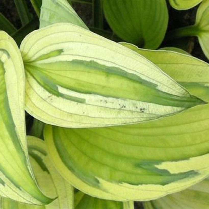 Hosta Captain’s Adventure - Garten-Funkie (Foliage)