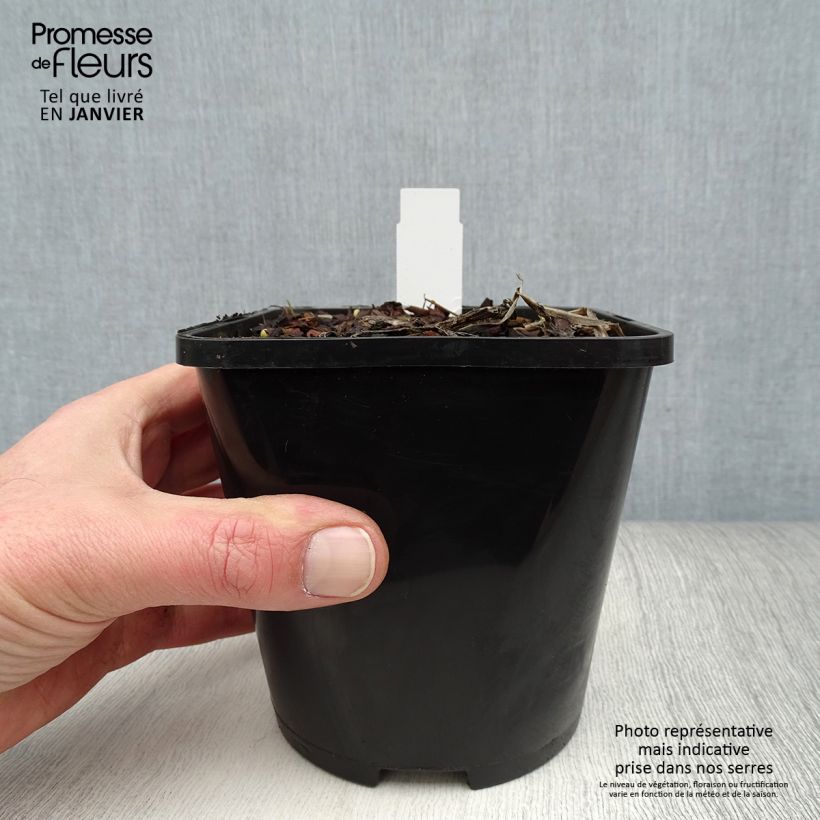 Example of Hosta Captain’s Adventure - Garten-Funkie Topf mit 1,5L/2L as you get in hiver