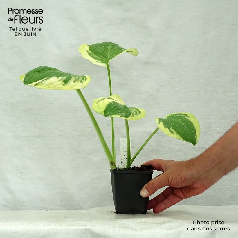 Exemplar von Hosta Carnival - Garten-Funkie Kleine Töpfe von 8/9 cm wie im Sommer geliefert