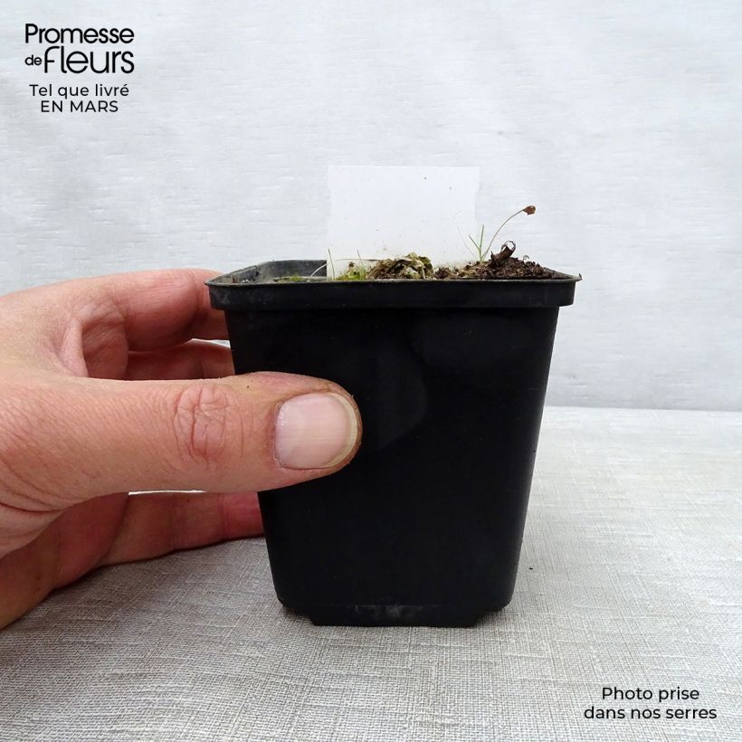 Exemplar von Hosta Carnival - Garten-Funkie Kleine Töpfe von 8/9 cm wie im Frühjahr geliefert