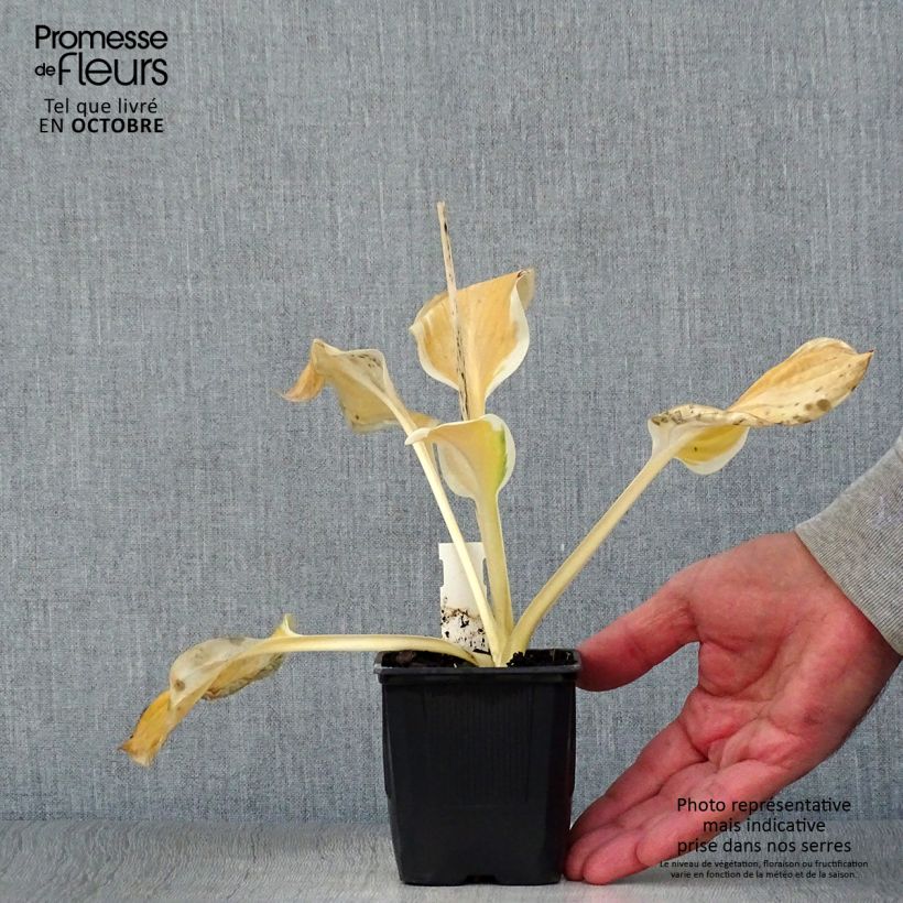 Example of Hosta Carnival - Garten-Funkie Kleine Töpfe von 8/9 cm as you get in automne
