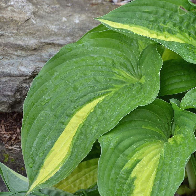 Hosta Center Of Attention - Garten-Funkie (Foliage)