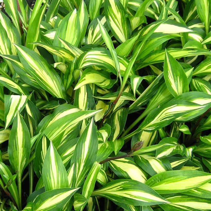 Hosta Cherry Berry - Garten-Funkie (Foliage)