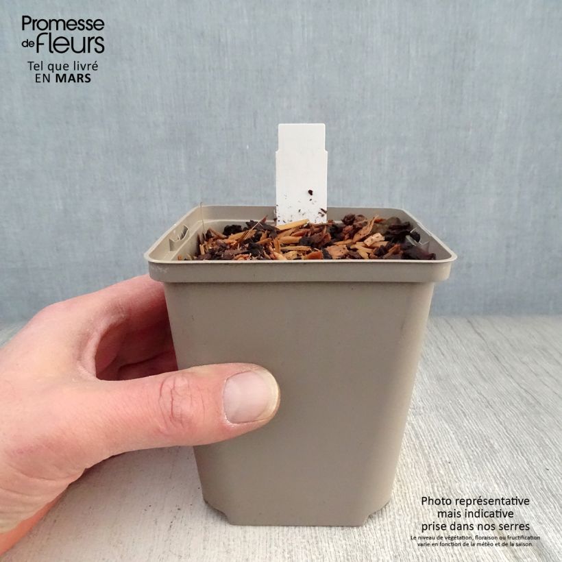 Exemplar von Hosta Cherry Berry - Garten-Funkie Kleine Töpfe von 8/9 cm wie im Frühjahr geliefert