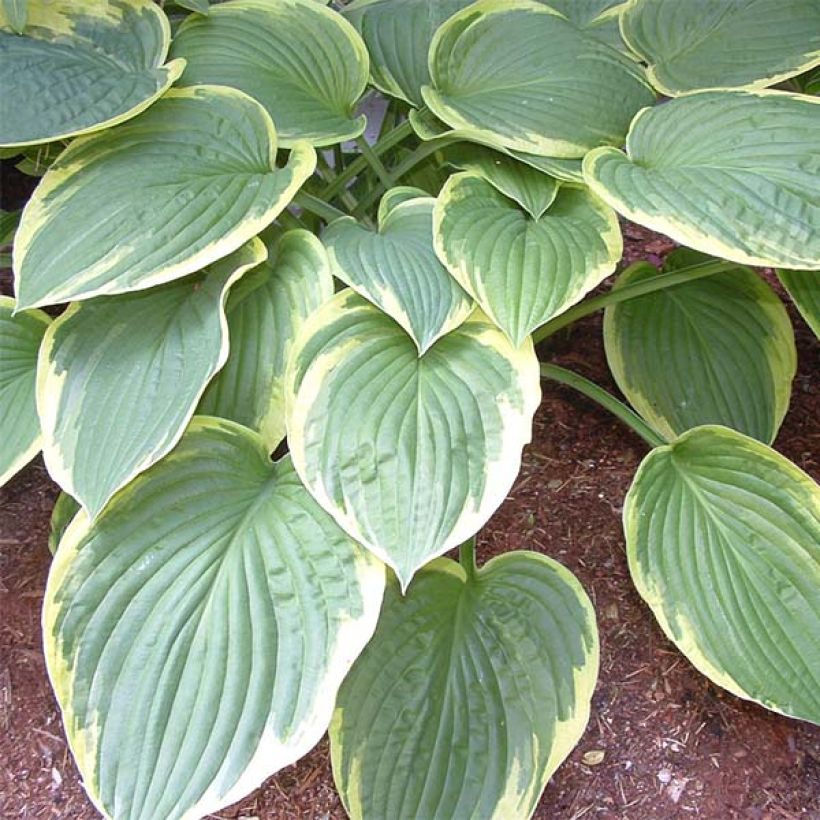 Hosta Christmas Tree - Garten-Funkie (Foliage)