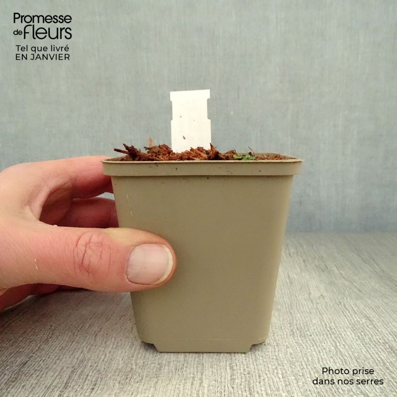 Exemplar von Hosta Clifford's Forest Fire - Garten-Funkie Kleine Töpfe von 8/9 cm wie im Winter geliefert