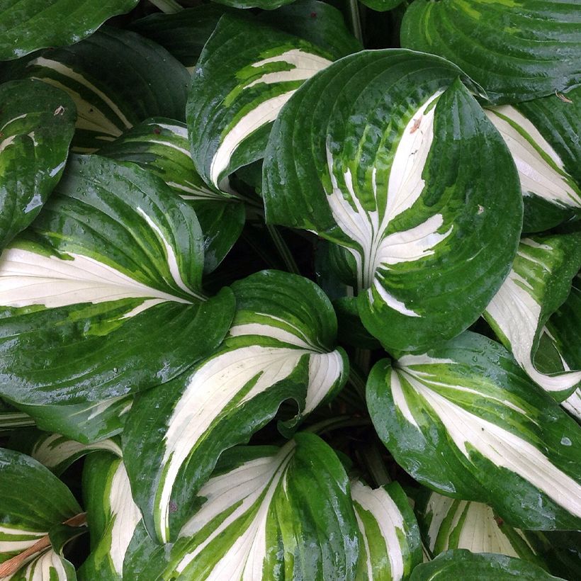 Hosta Clifford's Stingray - Garten-Funkie (Foliage)
