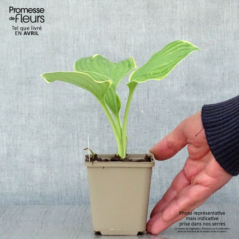 Exemplar von Hosta Clifford's Forest Fire - Garten-Funkie Kleine Töpfe von 8/9 cm wie im Frühjahr geliefert