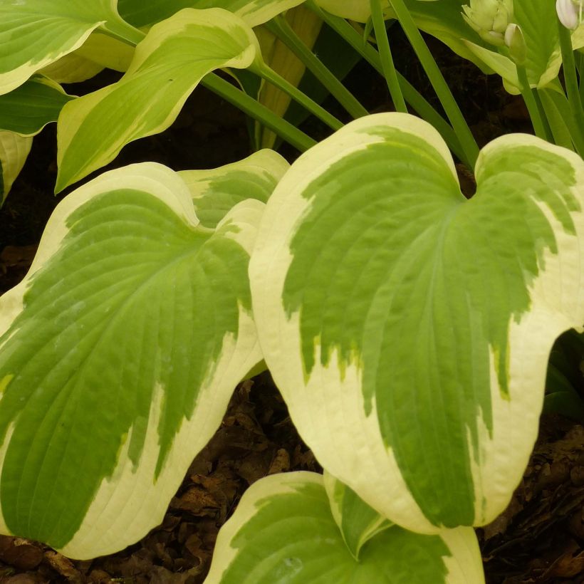 Hosta Delta Dawn - Garten-Funkie (Foliage)