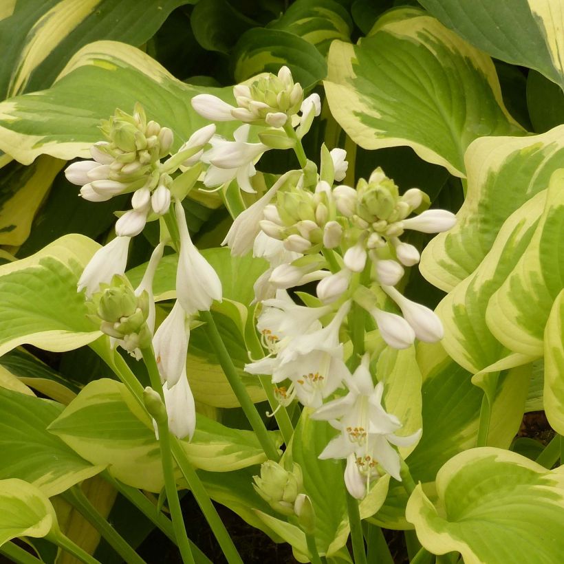 Hosta Delta Dawn - Garten-Funkie (Flowering)