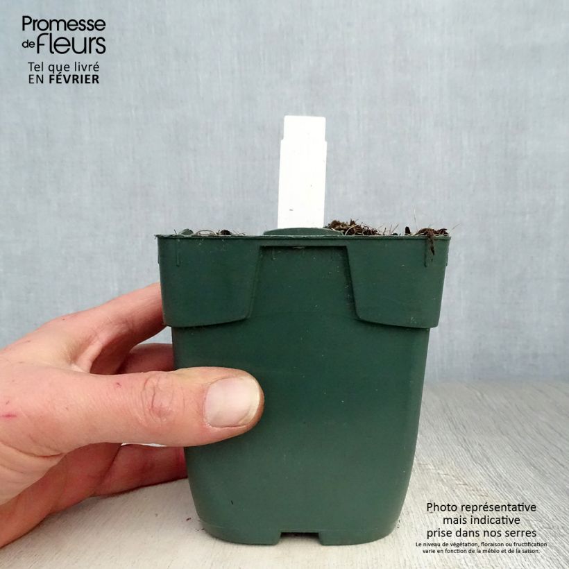 Exemplar von Hosta Delta Dawn - Garten-Funkie Kleine Töpfe von 8/9 cm wie im Winter geliefert