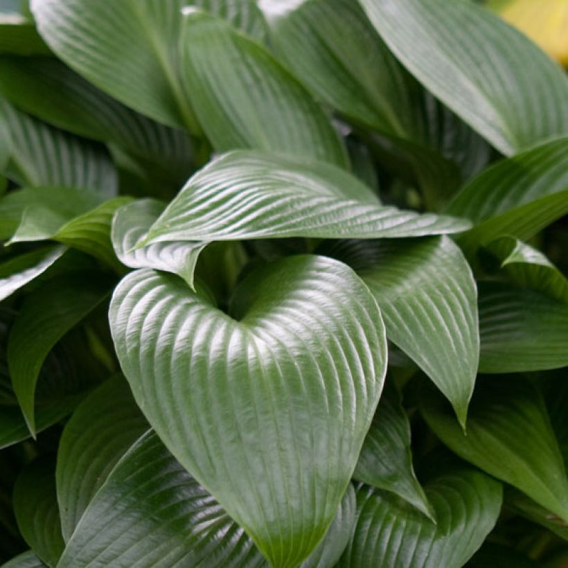 Hosta Devon Green - Garten-Funkie (Foliage)