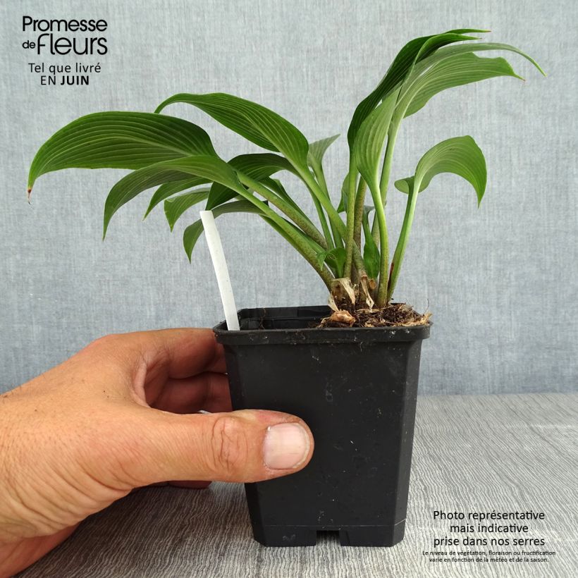 Exemplar von Hosta Devon Green - Garten-Funkie Kleine Töpfe von 8/9 cm wie im Sommer geliefert