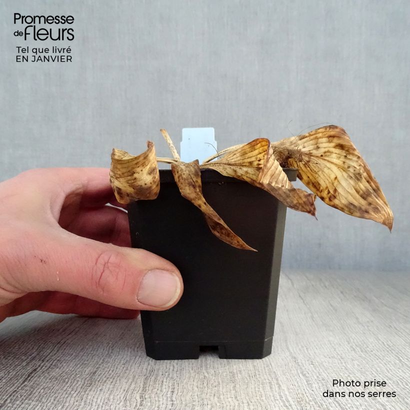 Exemplar von Hosta Devon Green - Garten-Funkie Kleine Töpfe von 8/9 cm wie im Winter geliefert