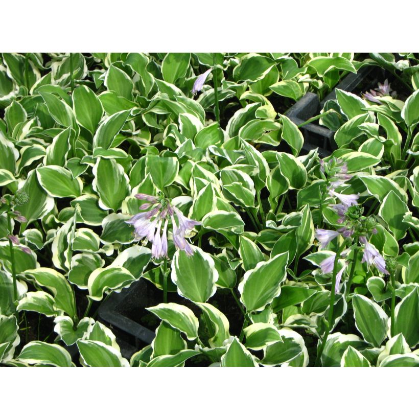 Hosta Diamond Tiara - Garten-Funkie (Flowering)