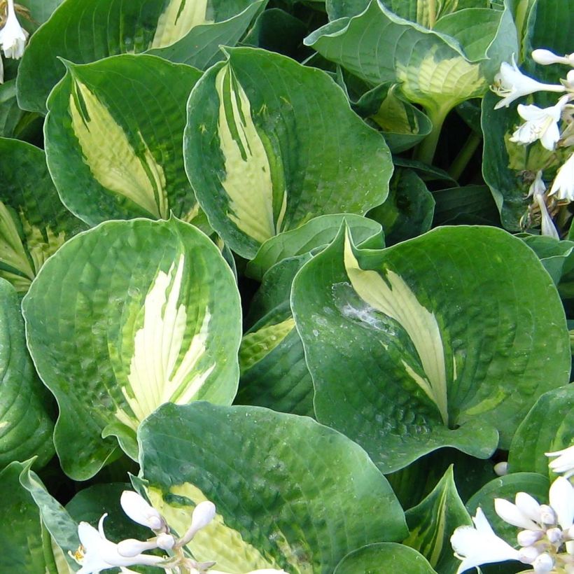 Hosta Dream Queen - Garten-Funkie (Foliage)