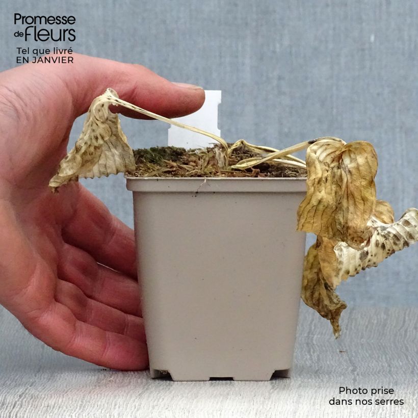 Exemplar von Hosta Dream Queen - Garten-Funkie Kleine Töpfe von 8/9 cm wie im Winter geliefert