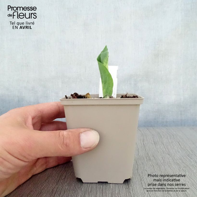 Exemplar von Hosta Dream Queen - Garten-Funkie Kleine Töpfe von 8/9 cm wie im Frühjahr geliefert