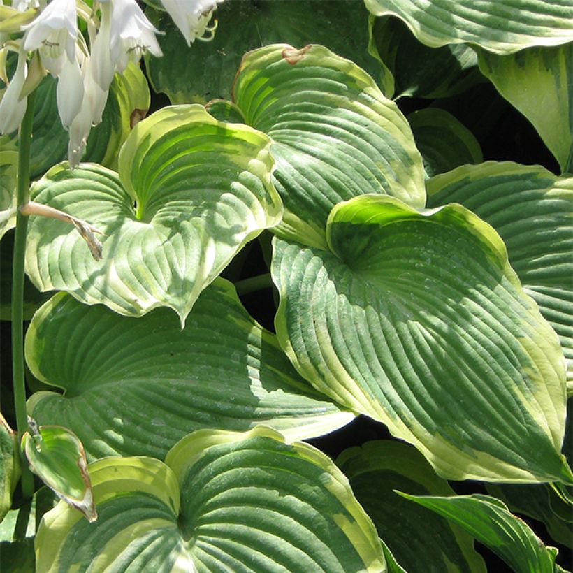 Hosta Earth Angel - Garten-Funkie (Foliage)