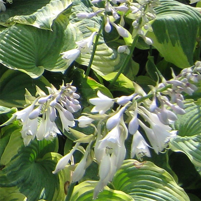 Hosta Earth Angel - Garten-Funkie (Flowering)