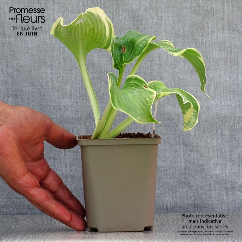 Example of Hosta Earth Angel - Garten-Funkie Kleine Töpfe von 8/9 cm as you get in ete