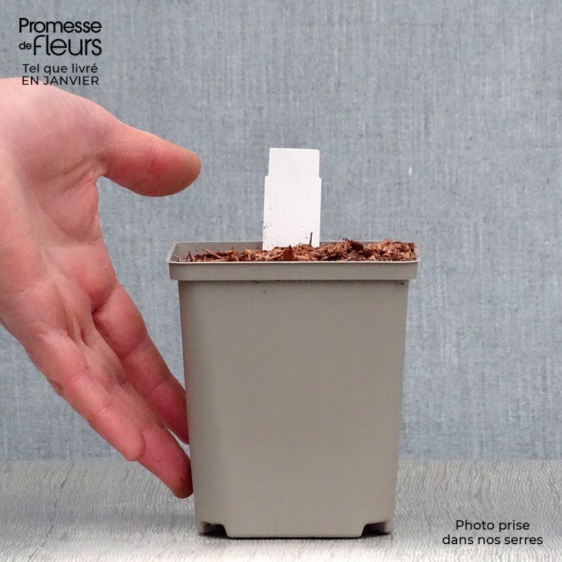 Exemplar von Hosta Earth Angel - Garten-Funkie Kleine Töpfe von 8/9 cm wie im Winter geliefert