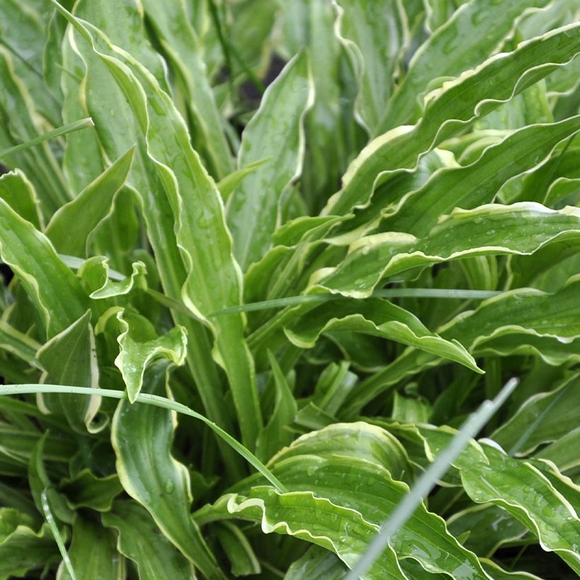 Hosta Electrocution - Garten-Funkie (Foliage)