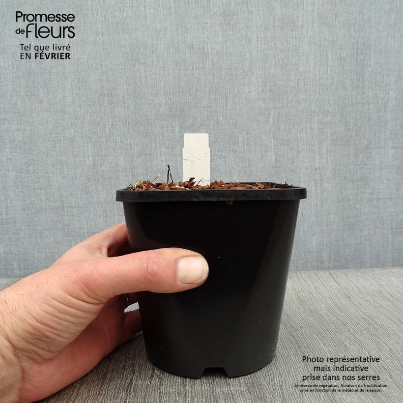 Exemplar von Hosta Electrocution - Garten-Funkie Topf mit 1,5L/2L wie im Winter geliefert