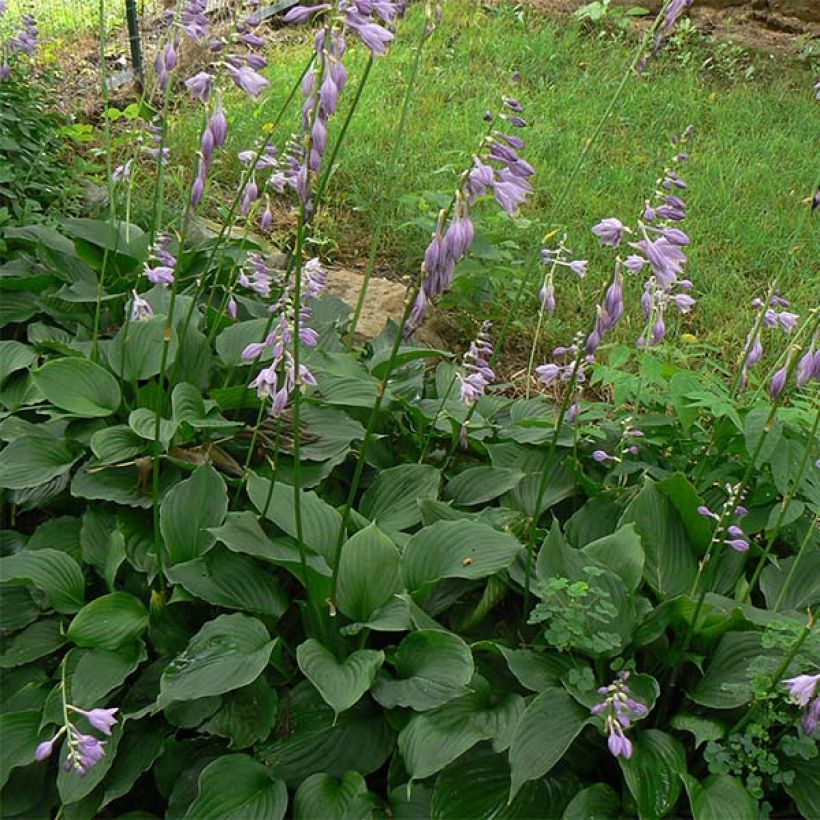 Hosta Elisabeth - Garten-Funkie (Foliage)
