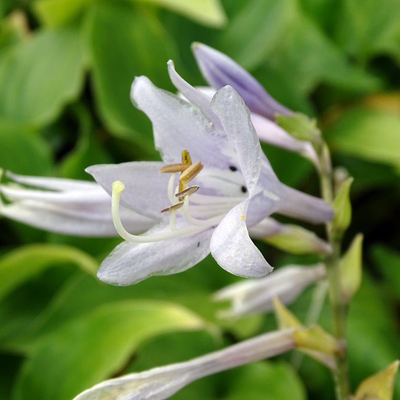 Hosta Elisabeth - Garten-Funkie (Flowering)