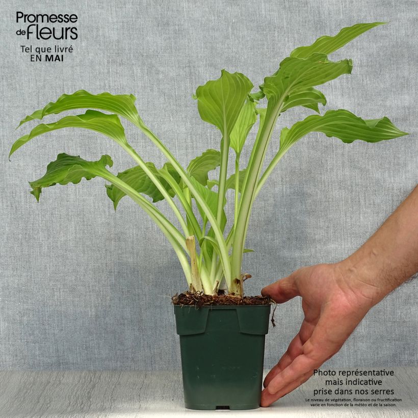 Exemplar von Hosta Elisabeth - Garten-Funkie Kleine Töpfe von 8/9 cm wie im Frühjahr geliefert